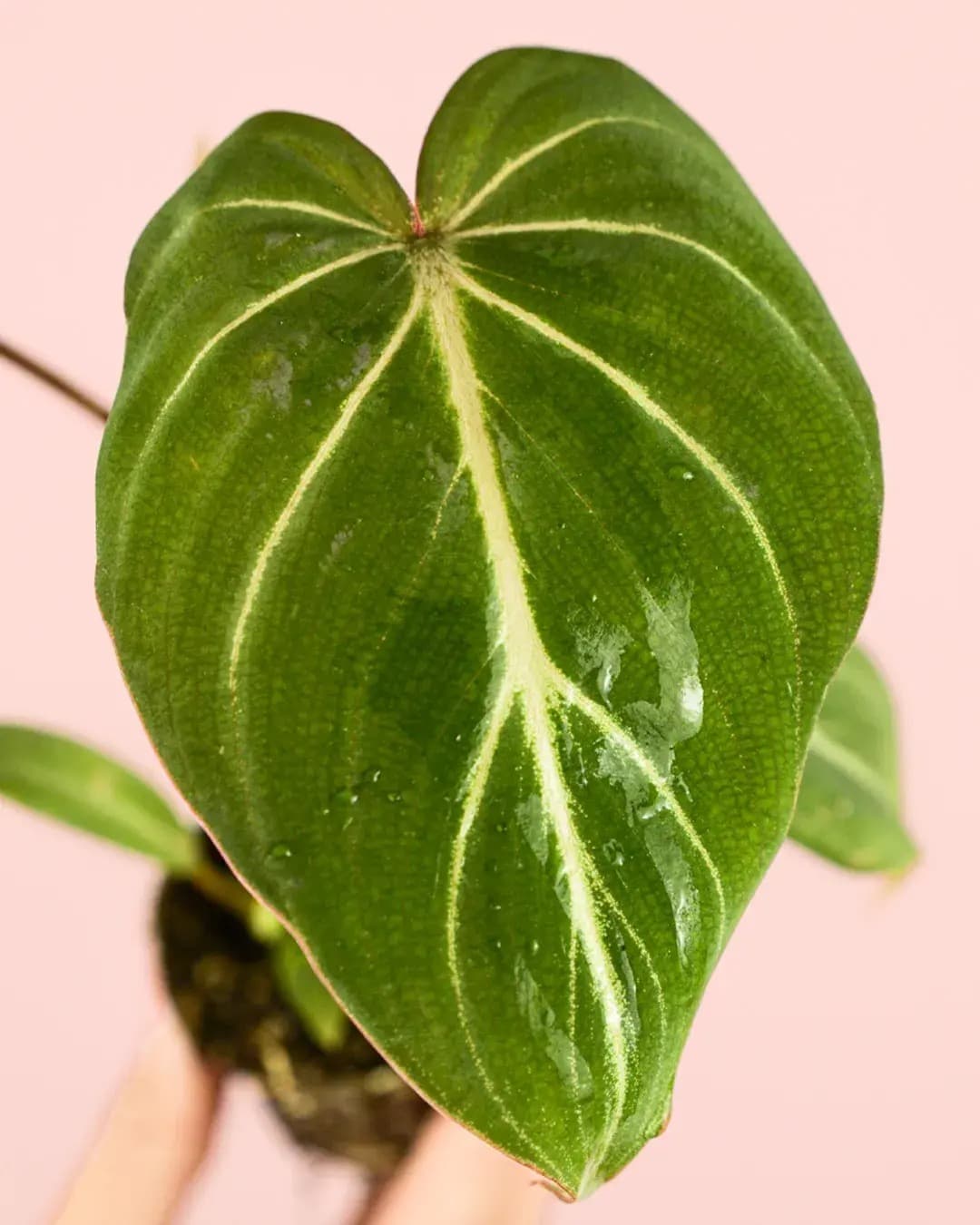 Philodendron Gloriosum Mini - Pur Plant