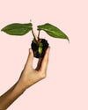 Philodendron Gloriosum Mini - Pur Plant
