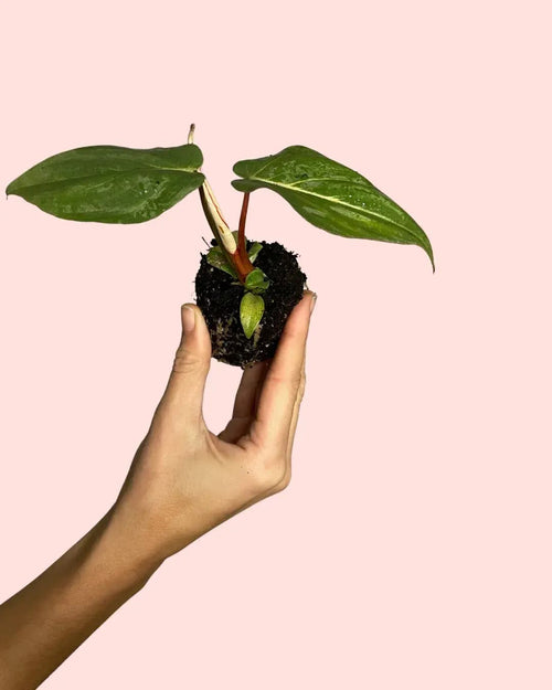 Philodendron Gloriosum Mini - Pur Plant