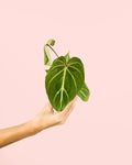 Philodendron Gloriosum Mini