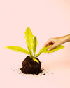 Philodendron Golden Saw M - Pur Plant