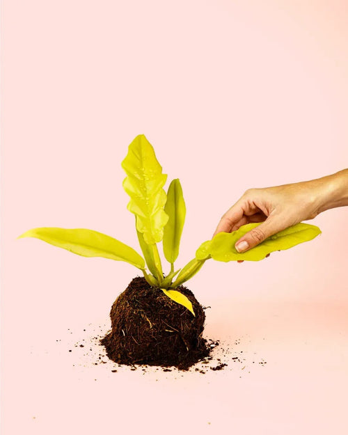 Philodendron Golden Saw M - Pur Plant