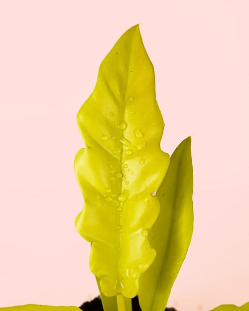 Philodendron Golden Saw M - Pur Plant