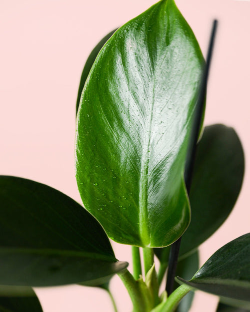 Philodendron Green Princess M - Pur Plant