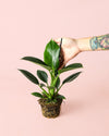 Philodendron Green Princess M - Pur Plant
