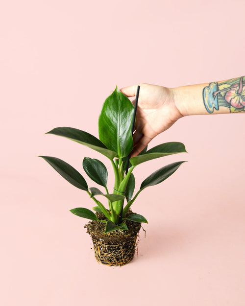 Philodendron Green Princess M - Pur Plant