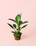 Philodendron Green Princess M