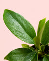 Philodendron Green Princess Mini - Pur Plant