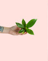 Philodendron Green Princess Mini - Pur Plant