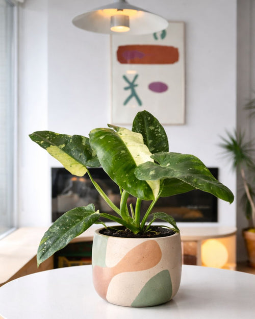 Philodendron Jose Buono M - Pur Plant