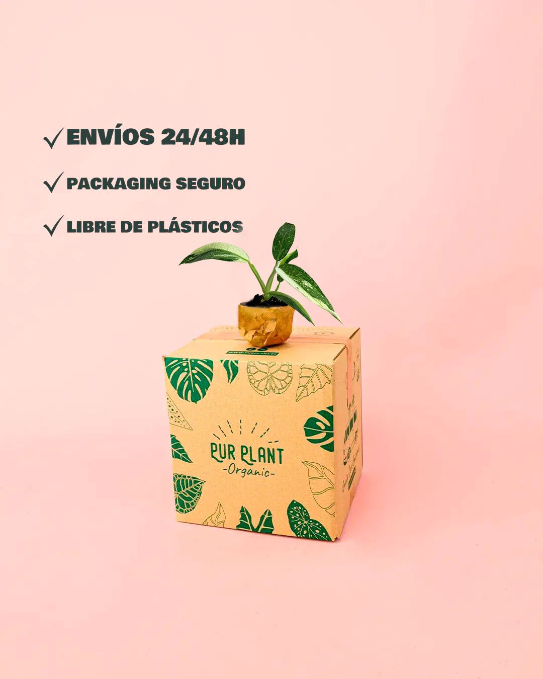 Philodendron Jose Buono Mini - Pur Plant