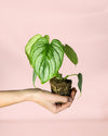 Philodendron Mamei Mini - Pur Plant