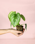 Philodendron Mamei Mini