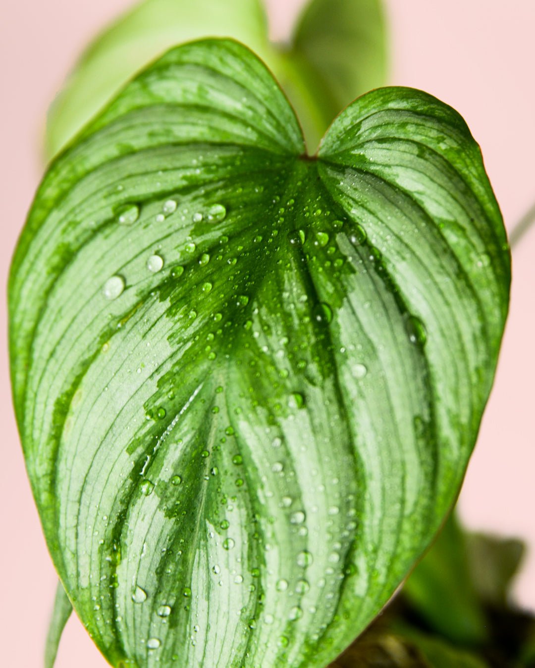 Philodendron Mamei Mini - Pur Plant