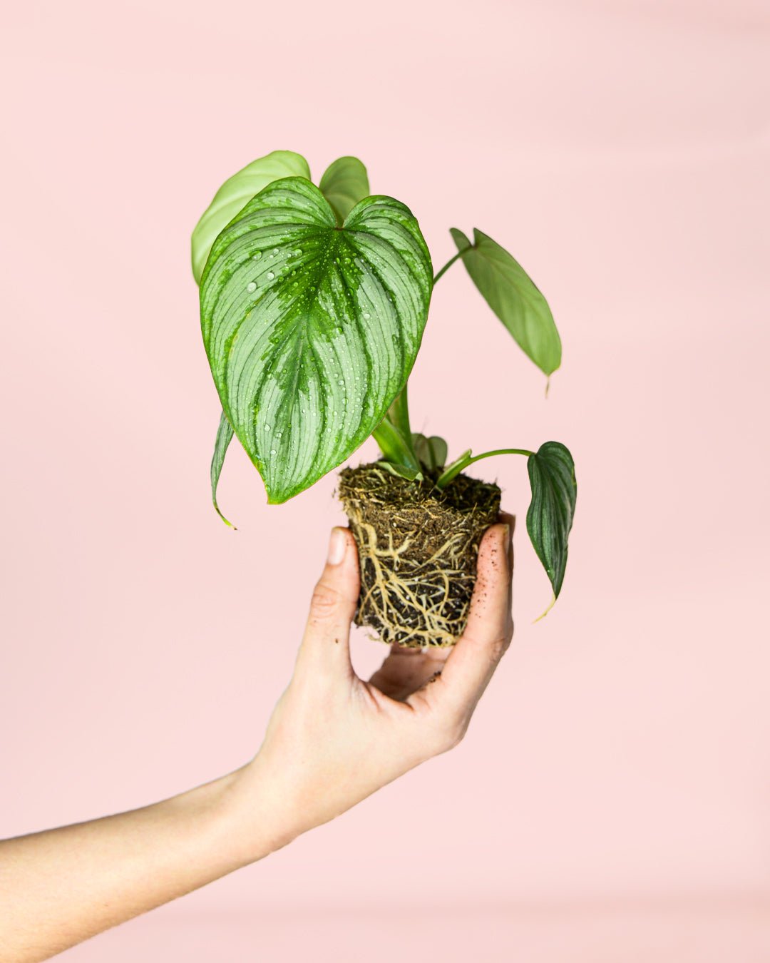 Philodendron Mamei Mini - Pur Plant