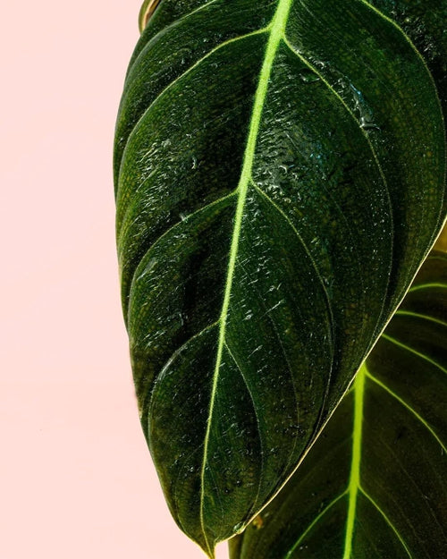 Philodendron Melanochrysum M - Pur Plant