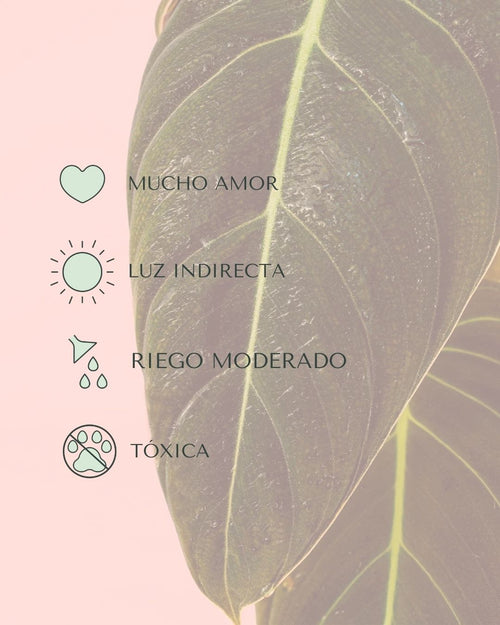 Philodendron Melanochrysum M - Pur Plant