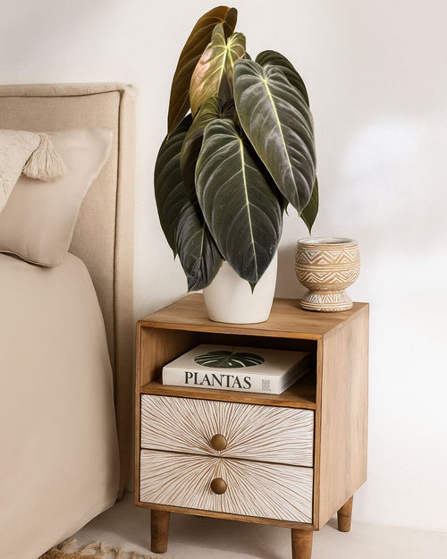 Philodendron Melanochrysum M - Pur Plant