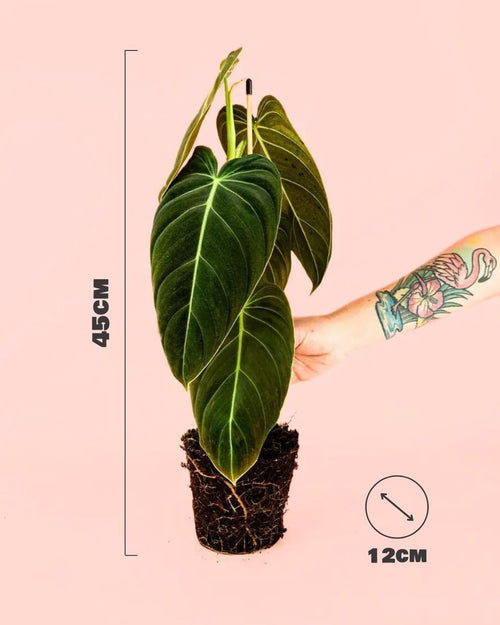 Philodendron Melanochrysum M - Pur Plant