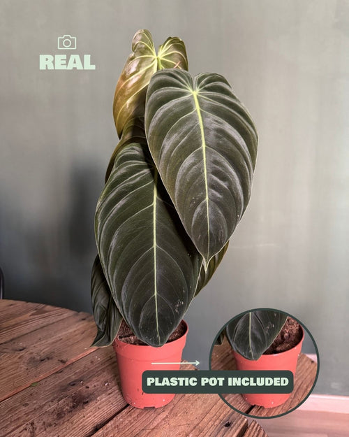 Philodendron Melanochrysum M - Pur Plant