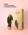 Philodendron Melanochrysum M - Pur Plant