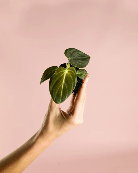 philodendron melanochrysum pink Philodendron Melanochrysum