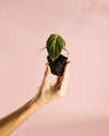 Philodendron Melanochrysum Mini - Pur Plant