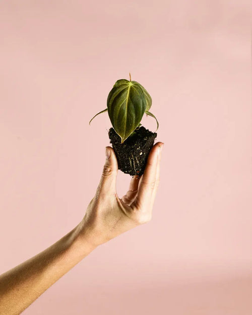 Philodendron Melanochrysum Mini - Pur Plant