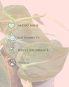 Philodendron Micans M - Pur Plant