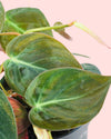 Philodendron Micans M - Pur Plant