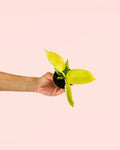 Philodendron Moonshine – Golden Violin Mini