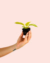 Philodendron Moonshine – Golden Violin Mini - Pur Plant