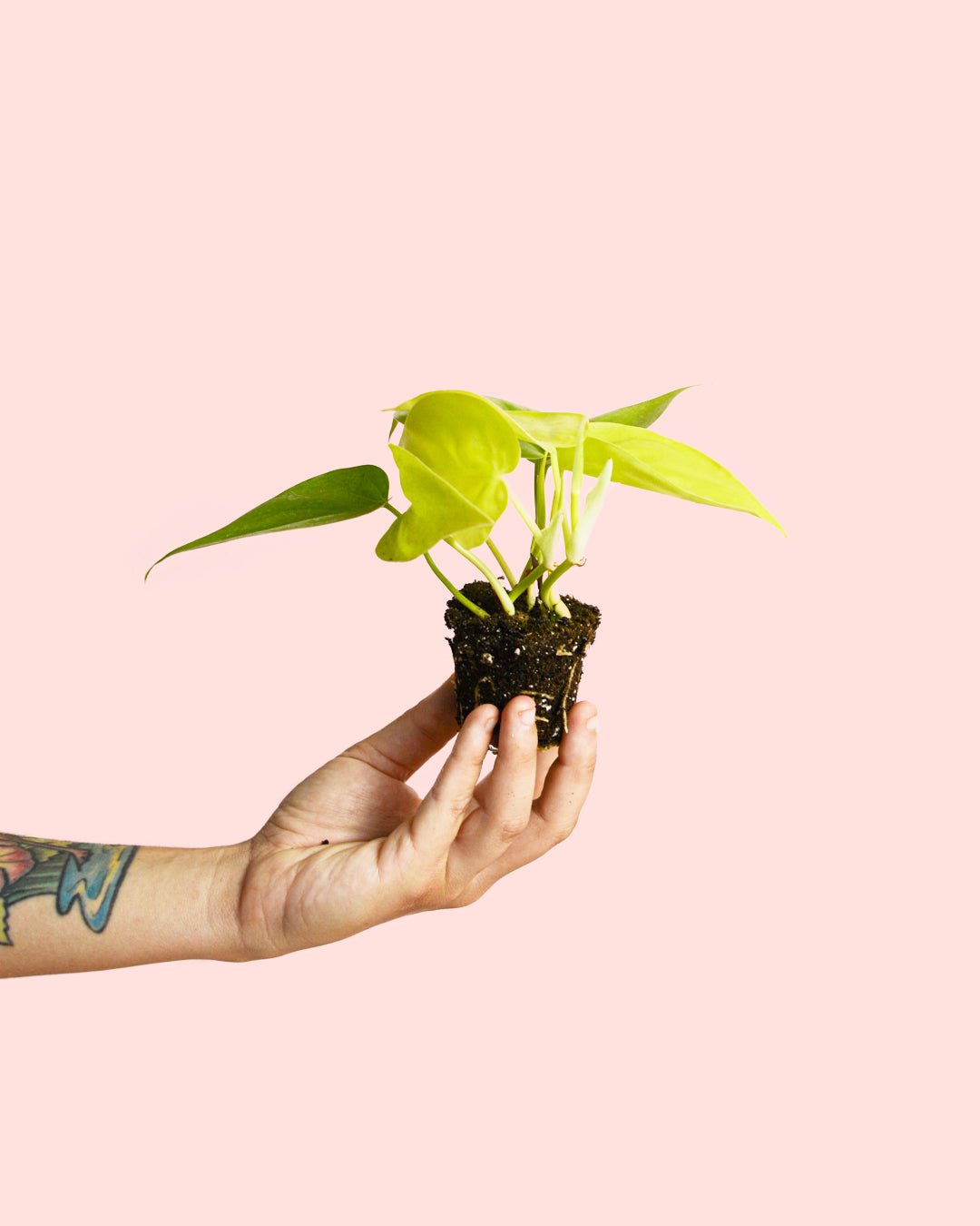 Philodendron Neon Mini - Pur Plant