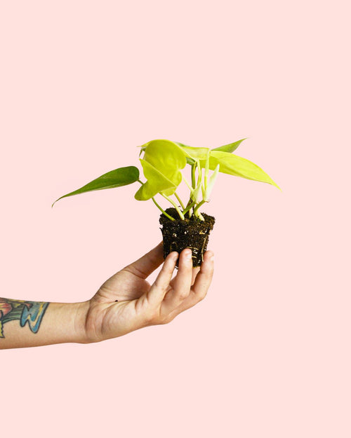 Philodendron Neon Mini - Pur Plant