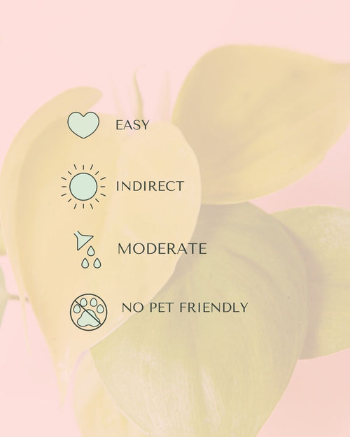 philodendron-neon-mini-care