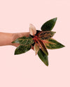 Philodendron Pink Bikini Mini - Pur Plant