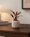 Philodendron Pink Bikini Mini - Pur Plant