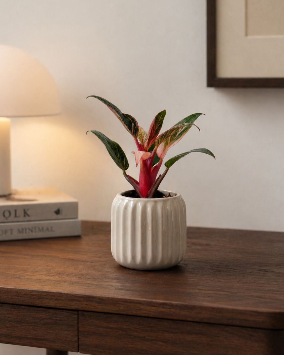 Philodendron Pink Bikini Mini - Pur Plant