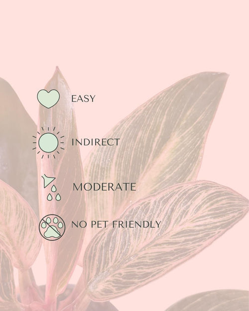 Philodendron Pink Bikini Mini - Pur Plant