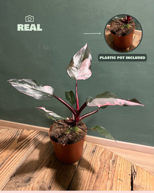 Philodendron Pink Princess M - Pur Plant