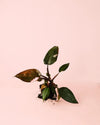 Philodendron Pink Princess M - Pur Plant