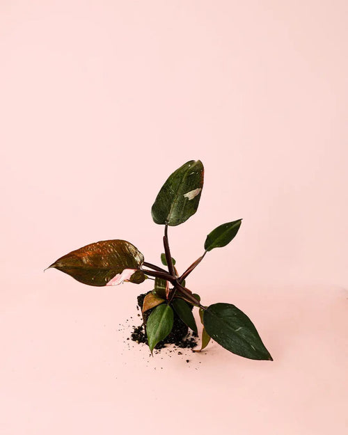 Philodendron Pink Princess M - Pur Plant