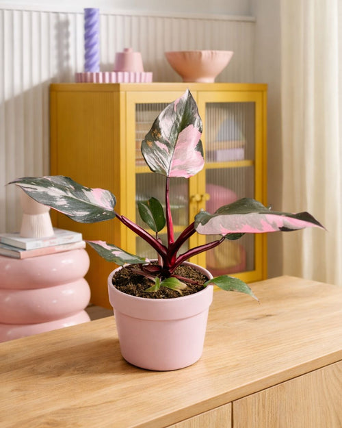 Philodendron Pink Princess M - Pur Plant