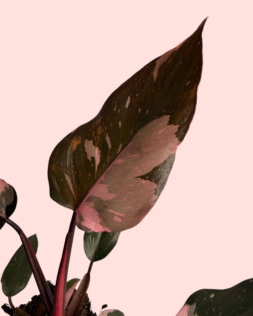 Philodendron Pink Princess M - Pur Plant