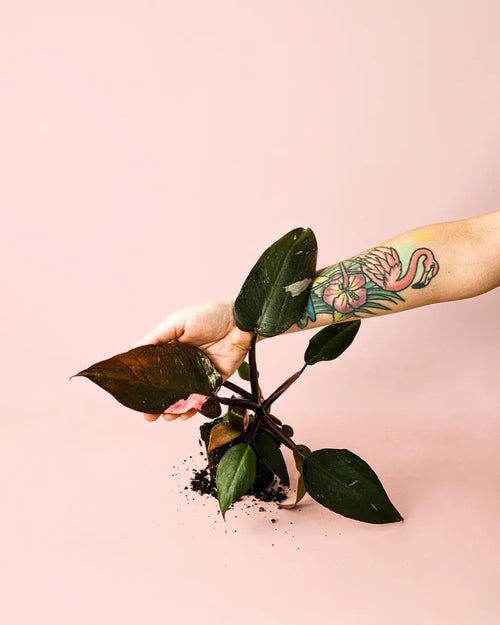 Philodendron Pink Princess M - Pur Plant