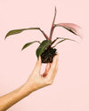 Philodendron Pink Princess Mini - Pur Plant