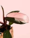 Philodendron Pink Princess Mini - Pur Plant