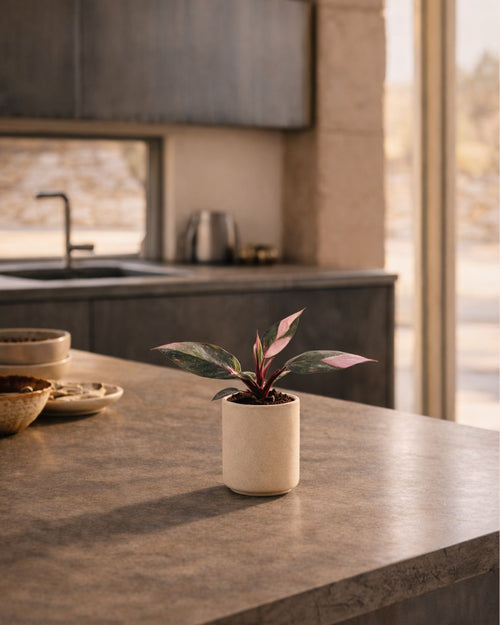 Philodendron Pink Princess Mini - Pur Plant