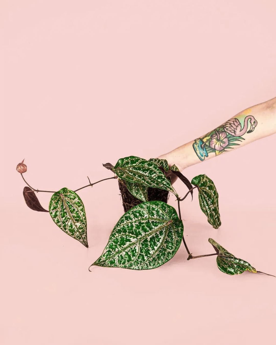 Philodendron Piper Ornatum M - Pur Plant