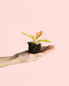 Philodendron Prince of Orange Mini - Pur Plant